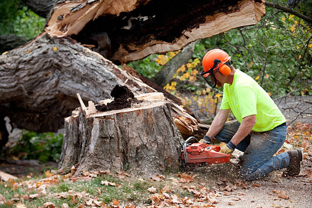 Orangeville, UT Tree Service Company